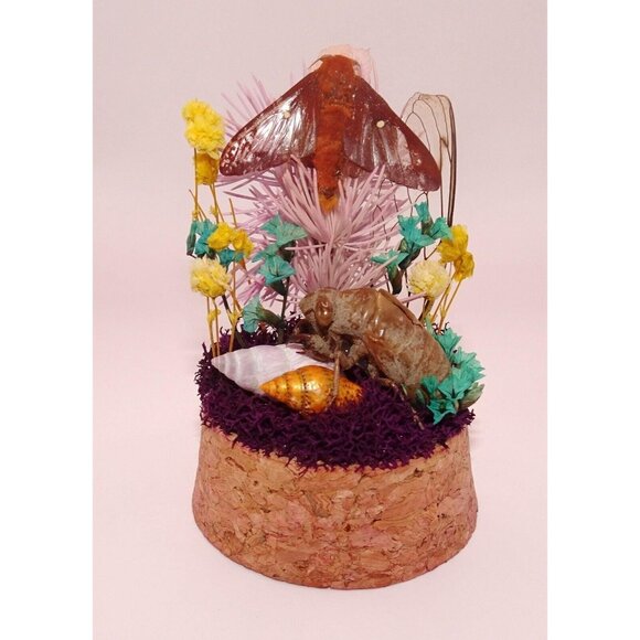 Orange Tipped Oakworm Moth Cicada Skin Dried Flowers Oddity Jar taxidermy witchy - Picture 2 of 12